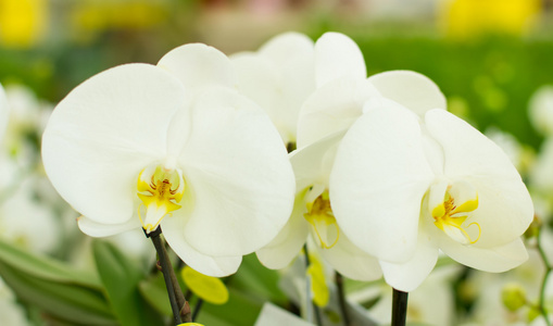 温柔的白色兰花