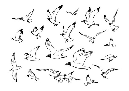 飞行海鸥素描.手绘矢量草图照片