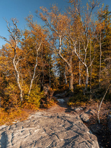 秋天颜色的一堆白桦树在迪普的角落里生长在桌子山国家公园, 波兰