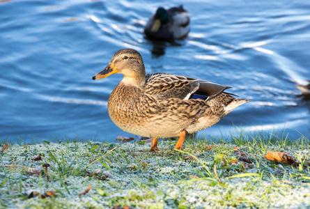 野鸭鸭动物禽图片