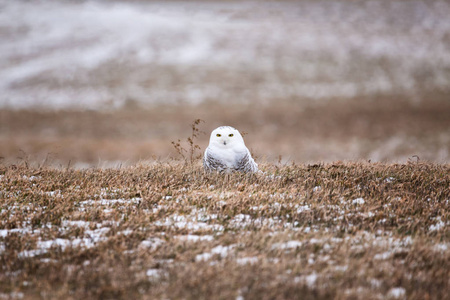 在安大略南部的田野里, 一只雪白的猫头鹰直盯着我。它知道我的存在, 但没有不安, 并没有感到威胁