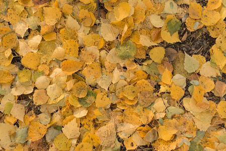黄色的叶子躺在地上的背景上