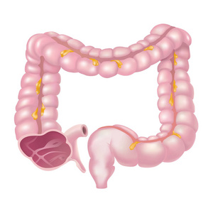 大肠, 也称为结肠, 是消化的最后阶段的一部分