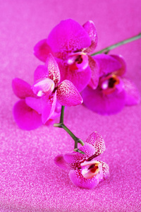 美丽的兰花，紫色的背景上
