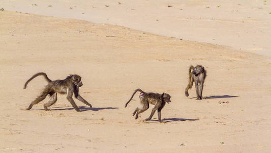 南非大狒狒在克鲁格国家公园, 南非Cercopithecidae Papio ursinus 家族的钱币