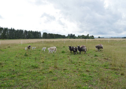 羊在爱沙尼亚的村庄里