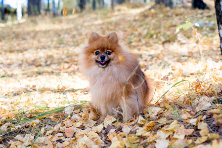 可爱的友好的 spitz 狗走在秋天的公园