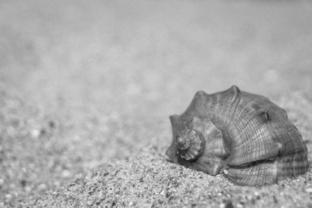 夏日海滩：白色贝壳与蜗牛的纹理特写