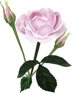 粉红色的玫瑰和白色衬底上的两个芽