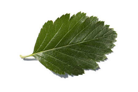 桑白皮图片-桑白皮素材-桑白皮插画-摄图新视界