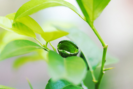 叶凤蝶蝴蝶毛虫幼虫图片