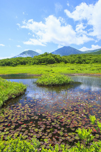 水百合的沼泽