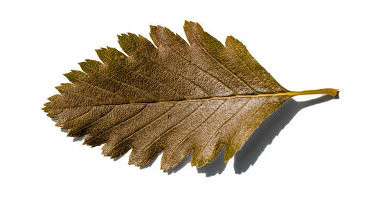 在白色背景查出的黄色桑树叶子关闭照片