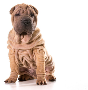 中国 shar pei