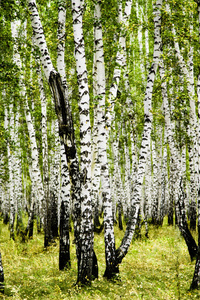 白桦林夏季景观