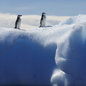 冰川和冰山在南极洲的企鹅图片