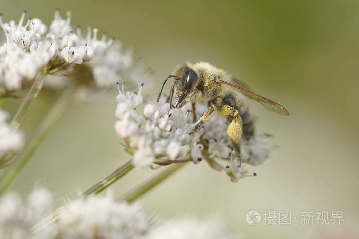 野生白花蜂花粉的宏观研究照片 正版商用图片090bb9 摄图新视界