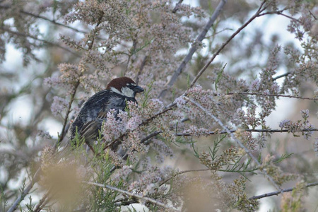 西班牙麻雀 路人 hispaniolensis, 希腊