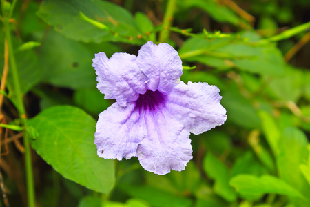 荸荠叶ruellia 荸荠花开,紫色的小花照片