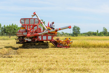 联合收割机在稻田工作。收获是从泰国的田地收集成熟作物的过程