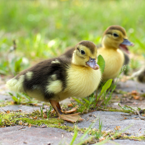 集团的绿色草地上的小鸭子