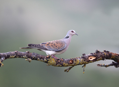 斑鸠，streptopelia turtur