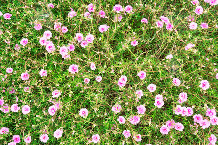 顶部景观绿色和粉红色马齿苋玉兰 马齿苋, 苔藓玫瑰, 太阳植物, 太阳玫瑰 背景