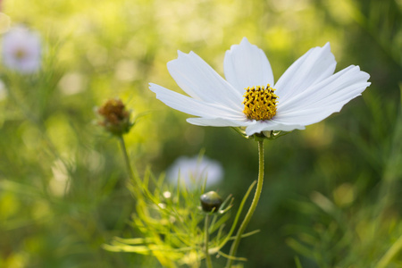 花园里的彩色的花