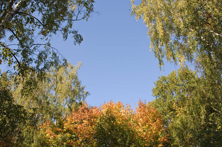 秋天的树木和蓝天在一个晴朗的日子