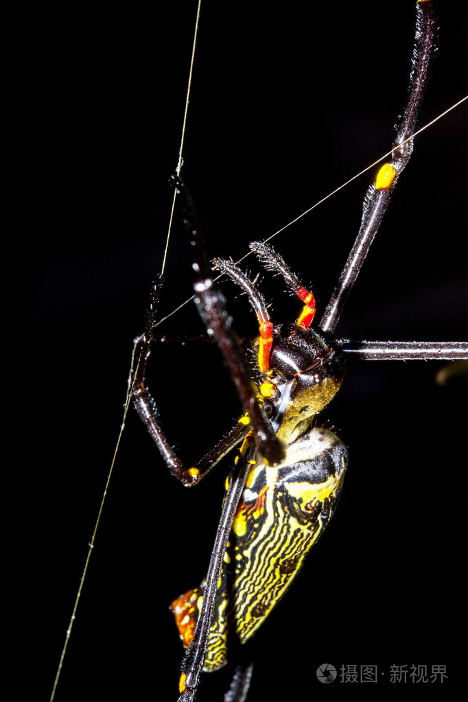 金色圆球网络蜘蛛