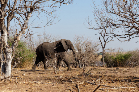 非洲大象在丘比国家公园