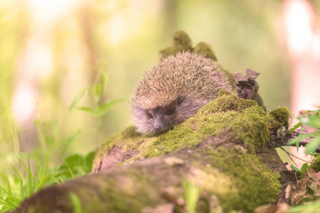 野生动物, 自然摄影照片