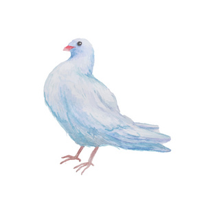 手绘鸽子图片