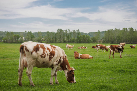 一群奶牛在绿色的草地上放牧
