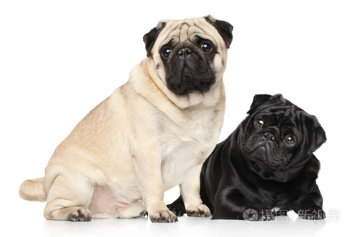 巴哥犬黑色和棕色照片 正版商用图片090m57 摄图新视界