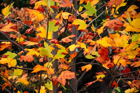 秋天树上的红黄叶