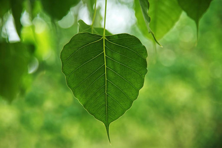 佛教菩提树图片
