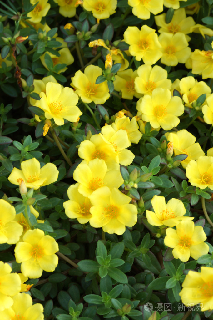 马齿苋花在花园里