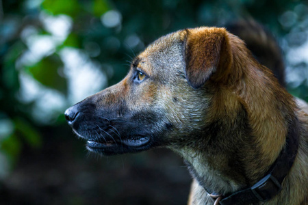 安纳托利亚牧羊犬在院子里玩夏天的日子