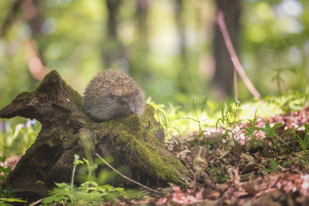 刺猬在阳光明媚的春天森林里, 野生动植物自然背景.