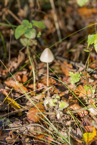 真菌在 Savernake 森林威尔特郡英国英国