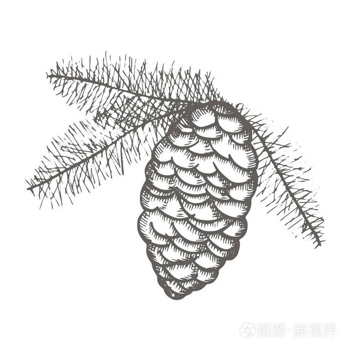 云杉树枝图标.草绘独立对象