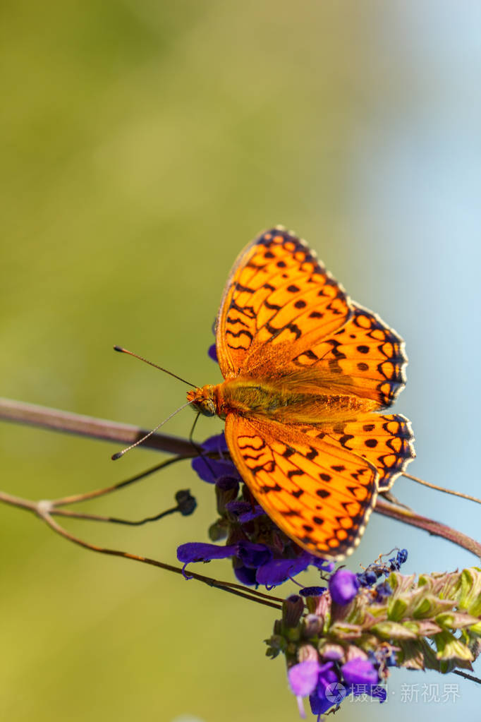 橙色蝴蝶坐在花春天阳光明媚的日子