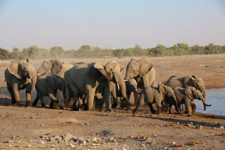 一大群大象在埃托沙