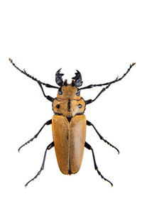 白色背景的松木甲虫图片