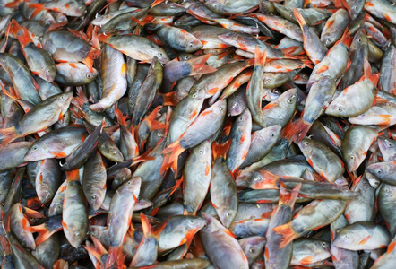 在市场上的新鲜鱼群 特写