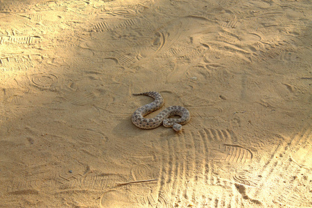 侵略性的蛇在沙路上爬行, 突尼斯