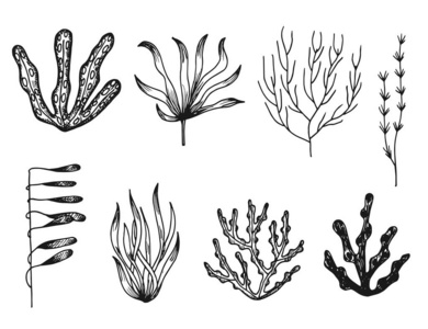 藻类图标集。被隔绝的海洋植物