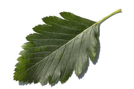 桑白皮图片-桑白皮素材-桑白皮插画-摄图新视界