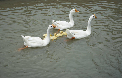 三美丽的白鹅和小黄可爱的鹅在池塘里照片